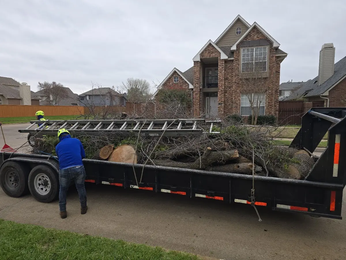 Expert Tree Removal with proper safety equipment in Loving